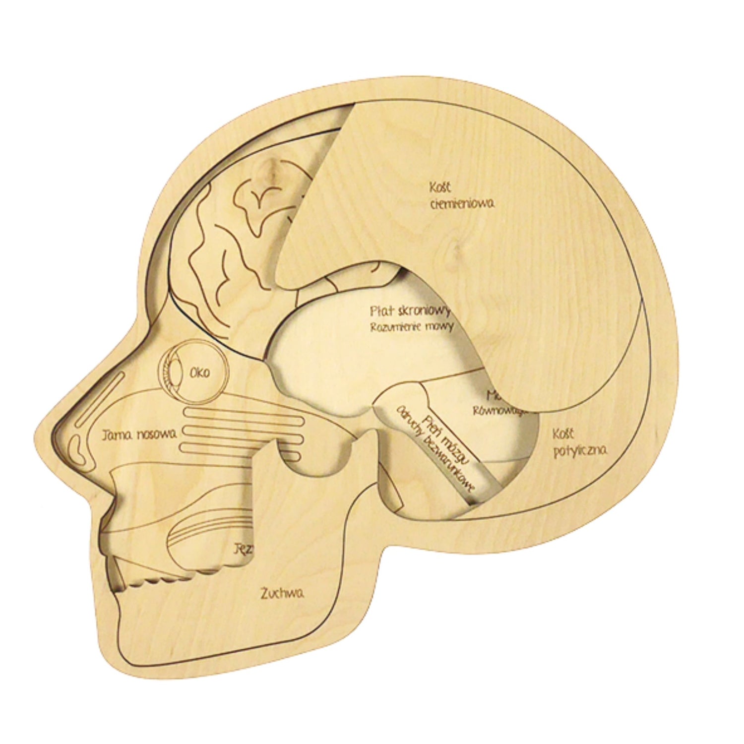 Anatomisches Holzpuzzle &